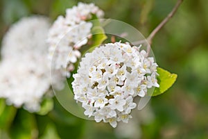 Burkwood Viburnum burkwoodii, fragrant white flowers photo